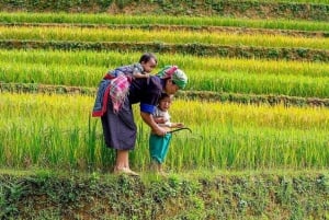 Fra Hanoi: 3-dagers vandring i Sapa med guide, innkvartering og måltider