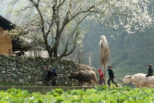 Hanoista: 3 päivän Sapa-retki oppaan, kotimajoituksen ja aterioiden kanssa.