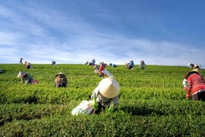 From Hanoi: 4-Day Moc Chau Tea Plantation and Waterfall Tour