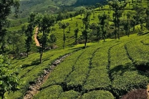 From Hanoi: 4-Day Moc Chau Tea Plantation and Waterfall Tour