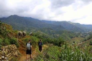 From Hanoi: 5-Day Northern Sapa, Ninh Binh & Halong Bay Tour