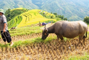 Z Hanoi: 5-dniowy rejs po zatoce Ha Long, Ninh Binh i Sapa