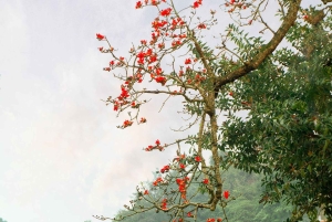 De Hanói: passeio pela antiga aldeia de Duong Lam e pelo pagode de Thay