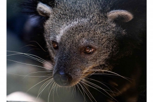 Au départ de Hanoi, explorez la nature, observez les animaux sauvages et les lucioles.