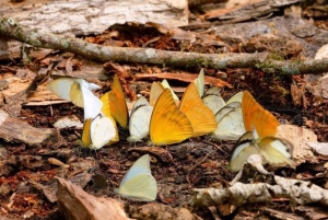 Au départ de Hanoi, explorez la nature, observez les animaux sauvages et les lucioles.