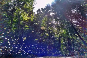 Au départ de Hanoi, explorez la nature, observez les animaux sauvages et les lucioles.