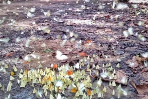 Au départ de Hanoi, explorez la nature, observez les animaux sauvages et les lucioles.