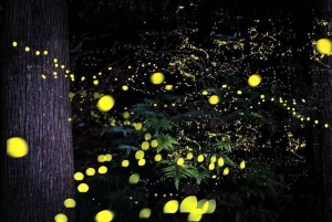 Au départ de Hanoi, explorez la nature, observez les animaux sauvages et les lucioles.