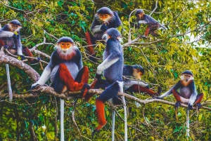 Au départ de Hanoi, explorez la nature, observez les animaux sauvages et les lucioles.