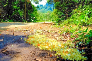 Au départ de Hanoi, explorez la nature, observez les animaux sauvages et les lucioles.