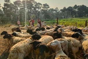 Vanuit Hanoi: dagvullende authentieke Vietnamese boerderijtour