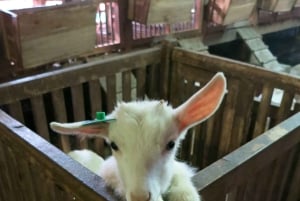 Vanuit Hanoi: dagvullende authentieke Vietnamese boerderijtour