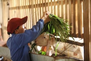 Vanuit Hanoi: dagvullende authentieke Vietnamese boerderijtour