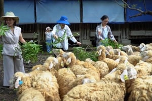 Vanuit Hanoi: dagvullende authentieke Vietnamese boerderijtour