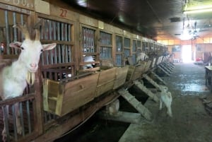 Vanuit Hanoi: dagvullende authentieke Vietnamese boerderijtour