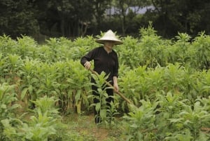 Vanuit Hanoi: dagvullende authentieke Vietnamese boerderijtour
