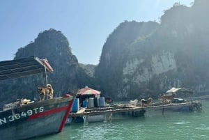 Från Hanoi: Dagstur till Ha Long-bukten med Thien Cung-grottan och kajakpaddling