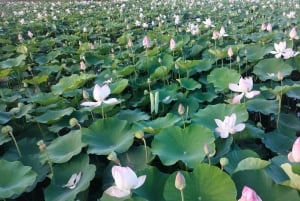 Depuis Hanoi : Ninh Binh, Hoa Lu, Tam Coc et la grotte de Mua