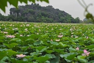 Fra Hanoi: Ninh Binh, Hoa Lu, Tam Coc-bådtur og Mua-grotten