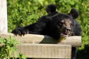 Fra Hanoi/Ninh Binh: privat heldagstur til Ninh Binh