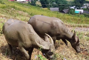 Da Hanoi: Trekking di 2 giorni a Sapa, Lao Chai e funivia del Fansipan