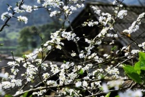 From Hanoi: Sapa 3-Day Medium Trek and Limousine Trip