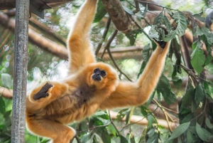 Depuis Ninh Binh : Cuc Phuong - Réserve de Van Long - Petits groupes