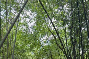 Hanoi: 2 päivän Ba Vin kansallispuisto- ja Tam Daon retki