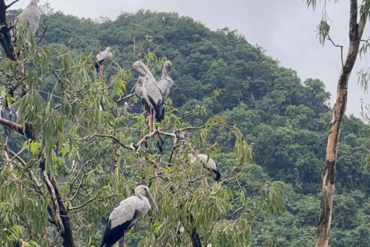 Hanoi: 2-dages tur til Ninh Bình med bådtur og pagoder