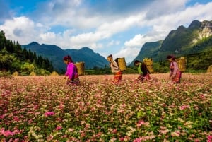 Hanoi: 4-Day Ha Giang Loop – UNESCO Tour with Meals and Stay