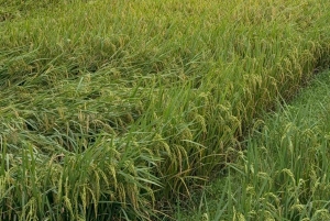 Hanoi: 5-tägige private Tour zum Nationalpark Ba Vi & Ta Xua