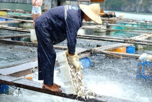 Hanoi/Cat Ba: Lan Ha Bay-dagcruise met donkere en heldere grotten