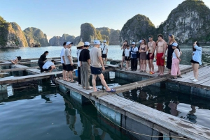 Hanoi/Cat Ba: Lan Ha Bay-dagcruise met donkere en heldere grotten