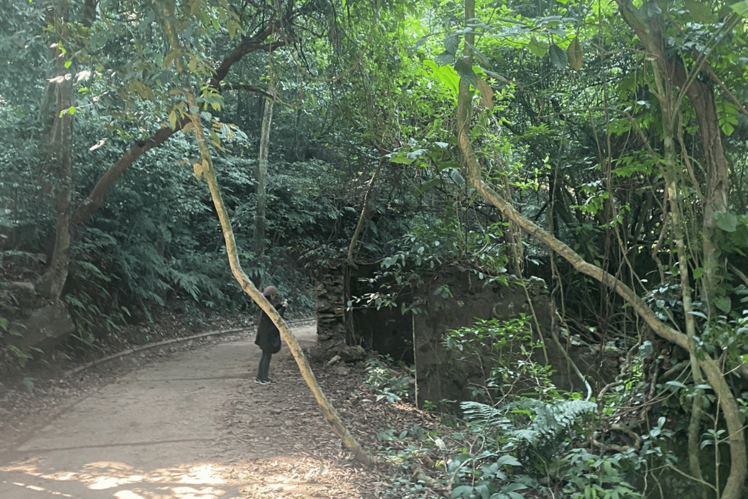 Hanoi Eco Tour: Ba Vi nationalparkens vidundere og teplantage