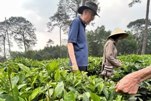 Tour ecologico di Hanoi: Meraviglie del Parco Nazionale di Ba Vi e piantagione di tè