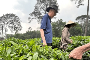 Hanoi Eco Tour: Ba Vi nationalparkens vidundere og teplantage