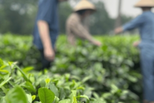 Hanoi Eco Tour: Ba Vi nationalparkens vidundere og teplantage