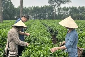 Hanoi Eco Tour: Ba Vi nationalparkens vidundere og teplantage