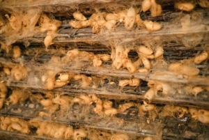 Hanoi: Incense Village, Conical Hat och Van Phuc Silk Tour