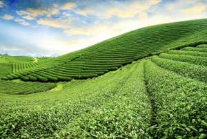 Hanoi: Moc Chau, Mai Chau ja Pu Luong – 3 päivän retki