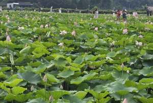 Hanoi: Ninh Binh 1 dag: Hoa Lu, Trang An/Tam Coc och Mua-grottan