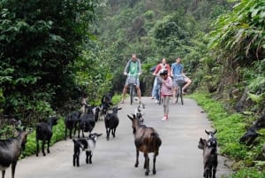 Heritage Journey: 3D2N Ninh Binh & Ha Long-bugten 5-stjernet krydstogt