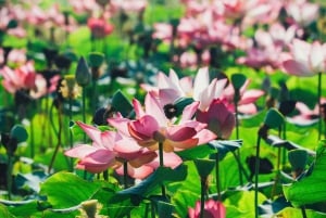 Hanoi:Ninh Binh-Trang An-Mua Höhle-Hoa Lu&Radfahren BEST SELLER