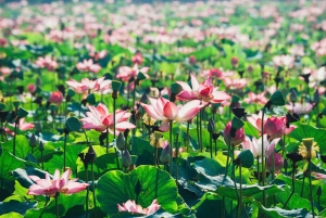 Hanoi:Ninh Binh-Trang An-Mua Cave-Hoa Lu&Cycling BEST SELGER