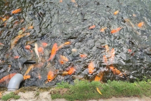 ハノイの遺産：ノム古村とドンホの民芸