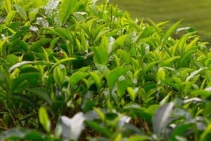 Hanoi: teeseremonia, ruoanlaittokurssi ja perheperinteet