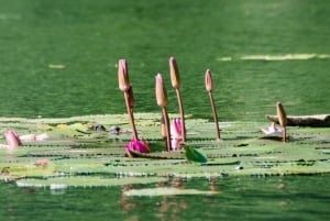 Excursão de luxo em limusina: Hoa Lu, Trang An/Tam Coc e Caverna Mua