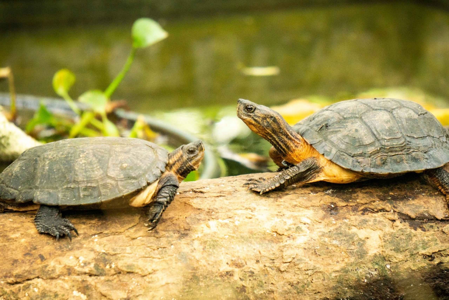 Cuc Phuong National Park Hiking Tour