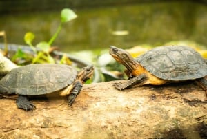 Cuc Phuongin kansallispuiston vaellusretki