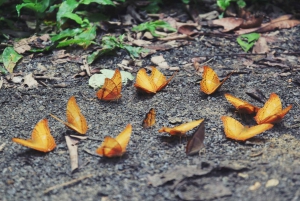 Cuc Phuongin kansallispuiston vaellusretki